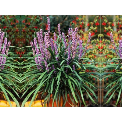 Liriope muscan Ingwersen