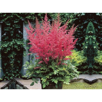 Tawułka ardensa 'Astilble' Bunter Zauber