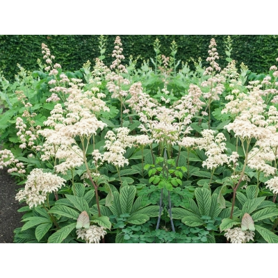 Rodgersja pierzasta 'Rodgersia'