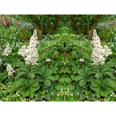 Rodgersja pierzasta 'Rodgersia'