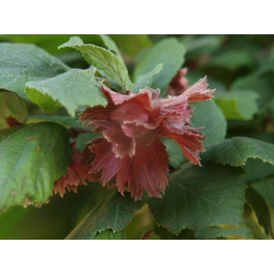 Orzech laskowy Corylus avellana 'Warszawski Czerwony' z pęda