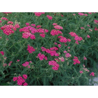 Krwawnik pospolity 'Achillea' Cerise Queen