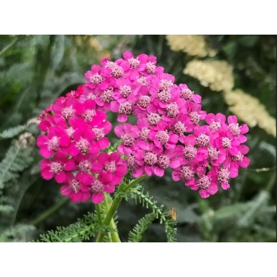 Krwawnik pospolity 'Achillea' Cerise Queen