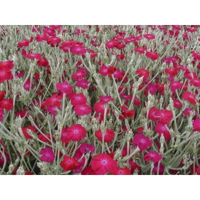 Firletka kwiecista 'Lychnis'