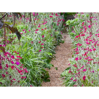Firletka kwiecista 'Lychnis'