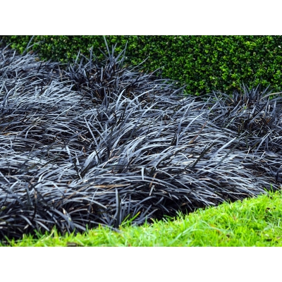 Konwalnik płaskopdowy 'Ophiopogen'