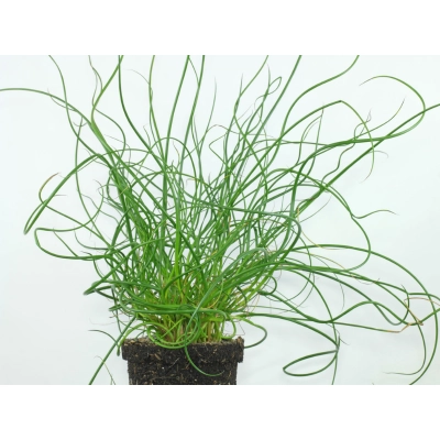 Trawa Sit rozpierzchły' Spiralis'