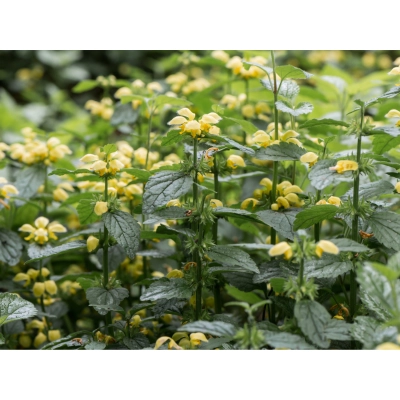 Jasnota gajowiec 'Lamiastrum' Florentinum