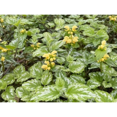 Jasnota gajowiec 'Lamiastrum' Florentinum