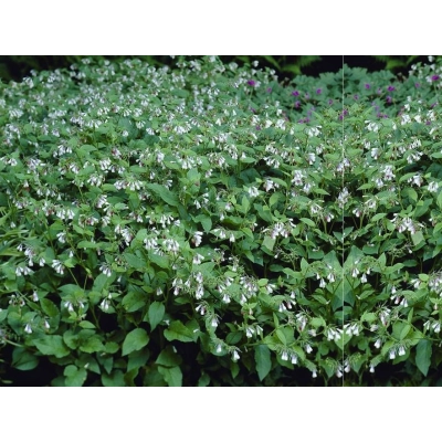 Żywokost Wielkokwiatowy 'Symphytuum grandiflorum