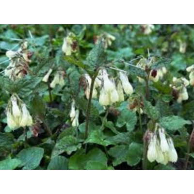 Żywokost Wielkokwiatowy 'Symphytuum grandiflorum