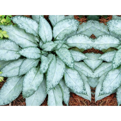 Miodunka 'Pulmonaria' Excalibur