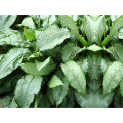 Miodunka 'Pulmonaria' Excalibur