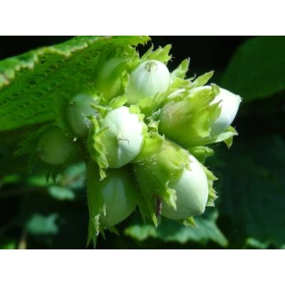 Orzech laskowy Corylus avellana 'Webba Cenny' z pęda