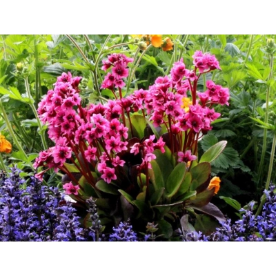 Bergenia 'Bergeniax hybrid' Flirt  PBR
