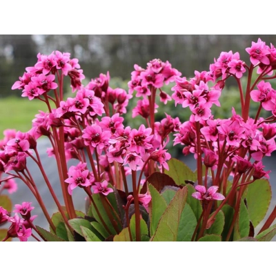 Bergenia 'Bergeniax hybrid' Flirt  PBR