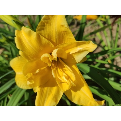 Liliowiec 'Hemerocallis' Three Tears