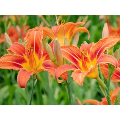 Liliowiec 'Hemerocallis' Europa