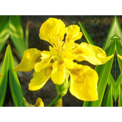 Irys, Kosacies 'Iris ppseudacorus' Flore Piano