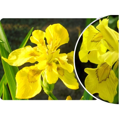 Irys, Kosacies 'Iris ppseudacorus' Flore Piano