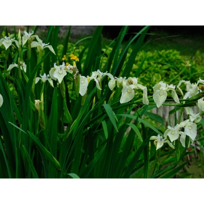 Irys, Kosacies 'Iris ppseudacorus' Weiss