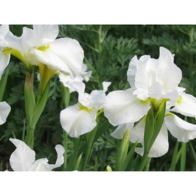 Irys, Kosacies 'Iris ppseudacorus' Weiss