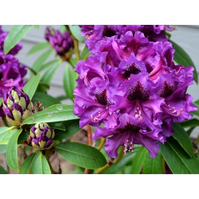 Różanecznik, Rhododendron "Purple Splendour"