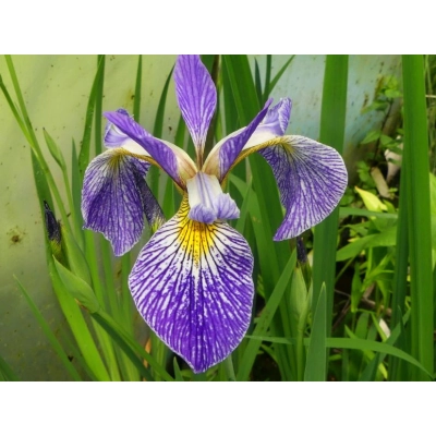 Irys, Kosacies 'Iris ppseudacorus' Niebieski