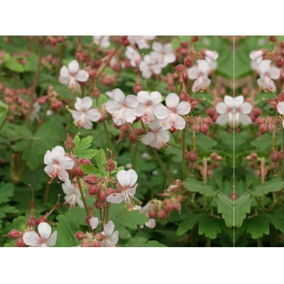 Bodziszek korzeniasty 'Geranium macrorrhizum' Spessart