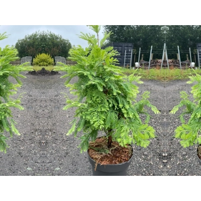 Meta, Sekwoja Na Pniu 'Metasequoia' Schirrmann's Nordlight