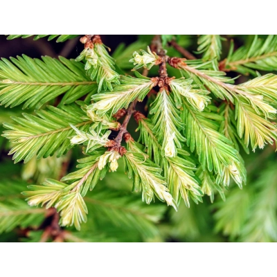 Meta, Sekwoja Na Pniu 'Metasequoia' Schirrmann's Nordlight