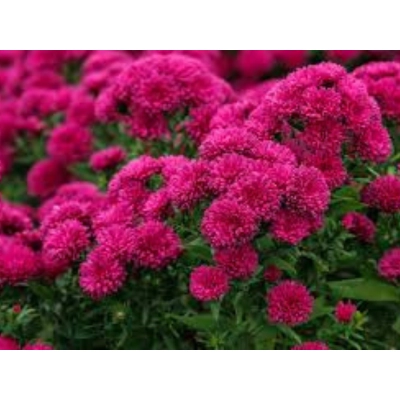 Aster - showmakers Magenta