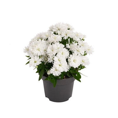 Aster - showmakers Polar