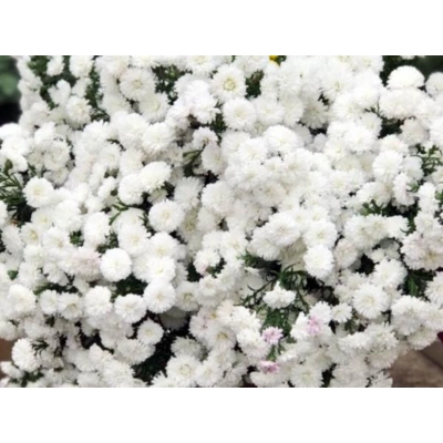 Aster - showmakers Polar