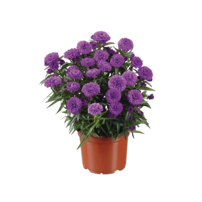 Aster - showmakers Pretty pink