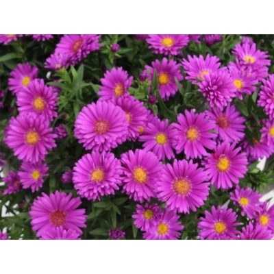 Aster - showmakers Pretty pink
