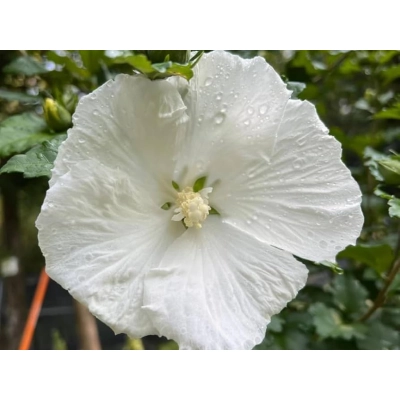 Hibiskus bagienny 'Hibiscus moscheutos' White angel