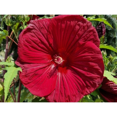 Hibiskus bagienny 'Hibiscus moscheutos' Burgundy Velvet