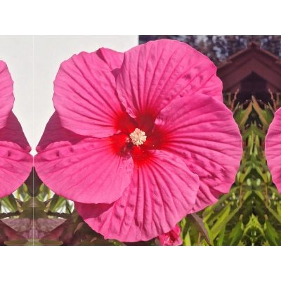 Hibiskus bagienny 'Hibiscus moscheutos' Pink Chocolate