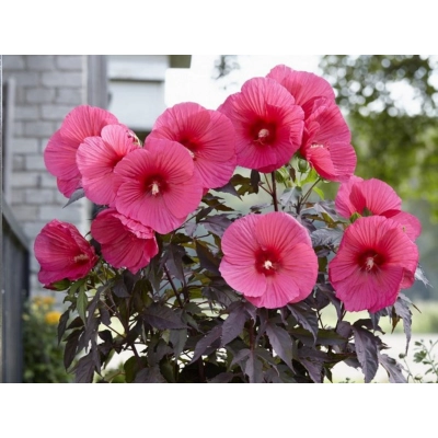 Hibiskus bagienny 'Hibiscus moscheutos' Pink Jake (just pink)'