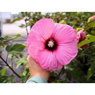 Hibiskus bagienny 'Hibiscus moscheutos' Candy Crush