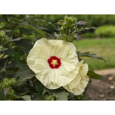 Hibiskus bagienny 'Hibiscus moscheutos' French Vanilla