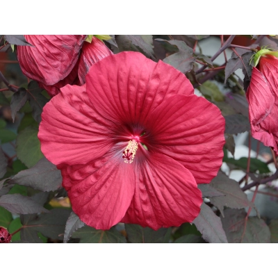 Hibiskus bagienny 'Hibiscus moscheutos' Holy Grail