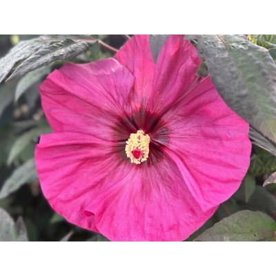 Hibiskus bagienny 'Hibiscus moscheutos' Watermelon Ruffles