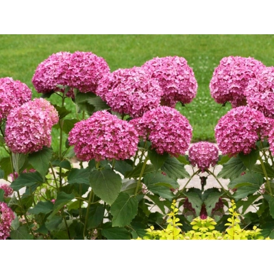 Hortensja ' Hydrangea arborescens' Pink Annabelle