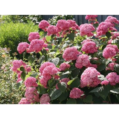 Hortensja ' Hydrangea arborescens' Pink Annabelle