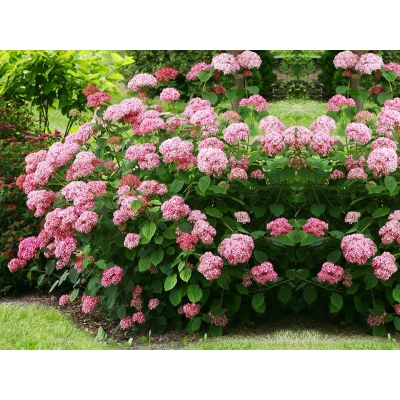 Hortensja ' Hydrangea arborescens' Pink Annabelle