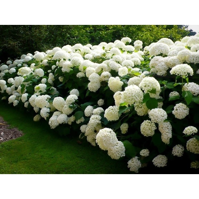 Hortensja ' Hydrangea arborescens' Strong anabelle