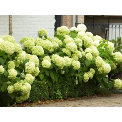 Hortensja ' Hydrangea arborescens' Strong anabelle