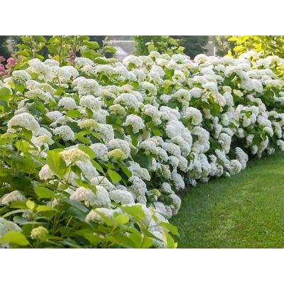 Hortensja ' Hydrangea arborescens' Strong anabelle